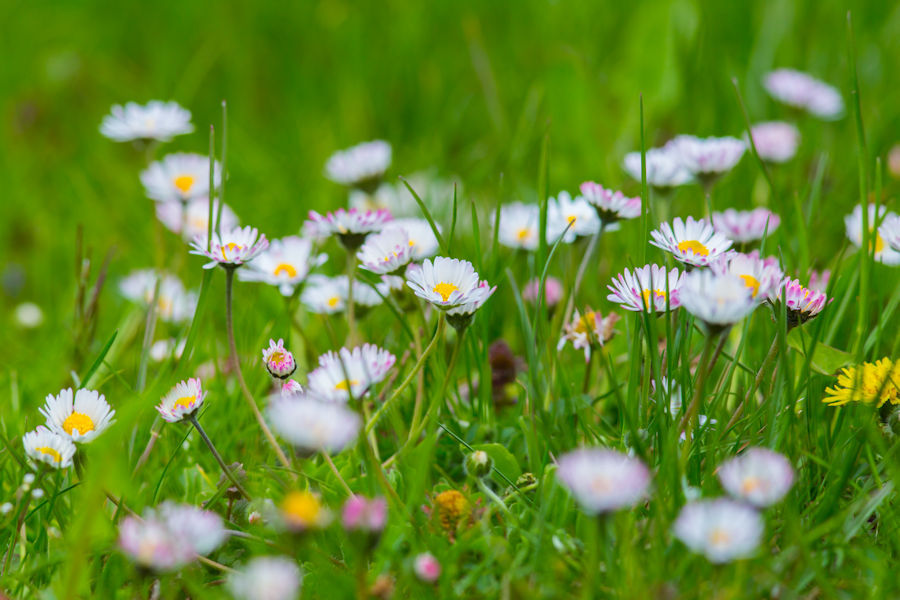 Gänseblümchen
