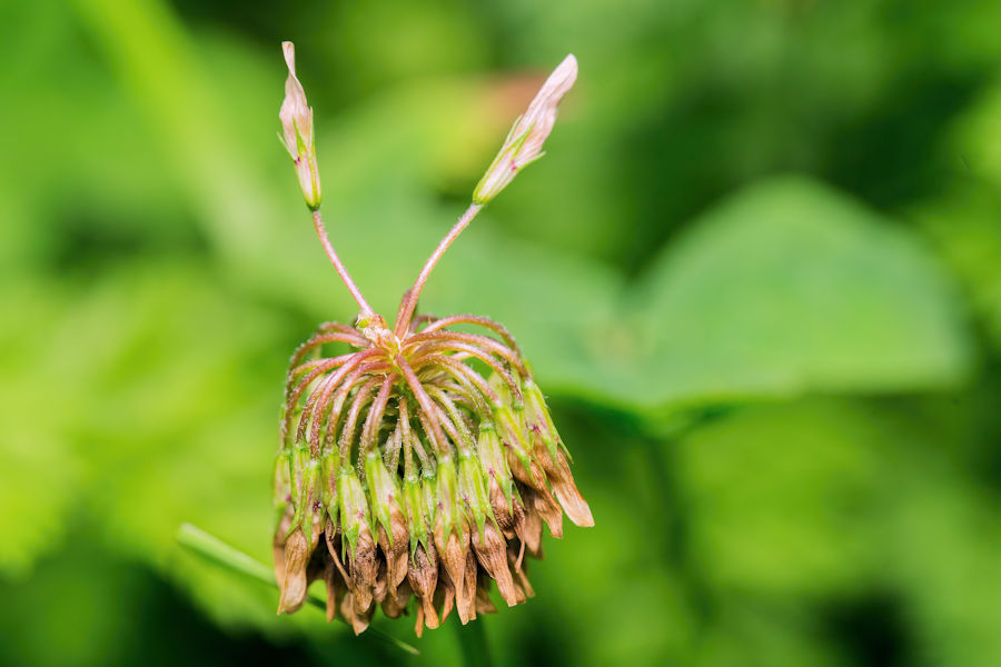 KIeeblüte