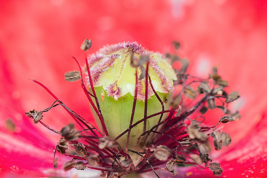 Klatschmohn