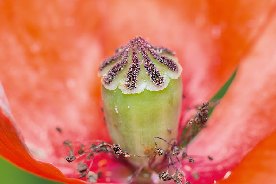Klatschmohn