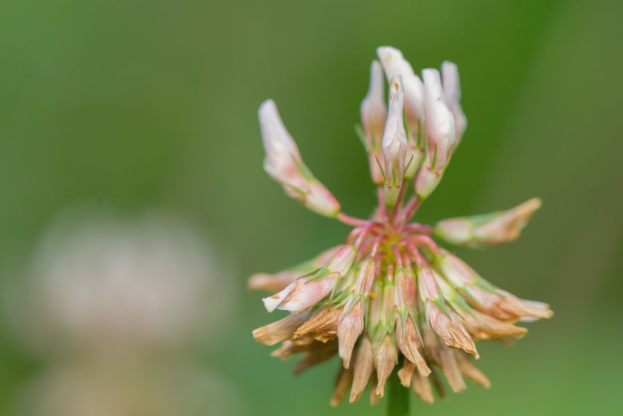 Kleeblüte