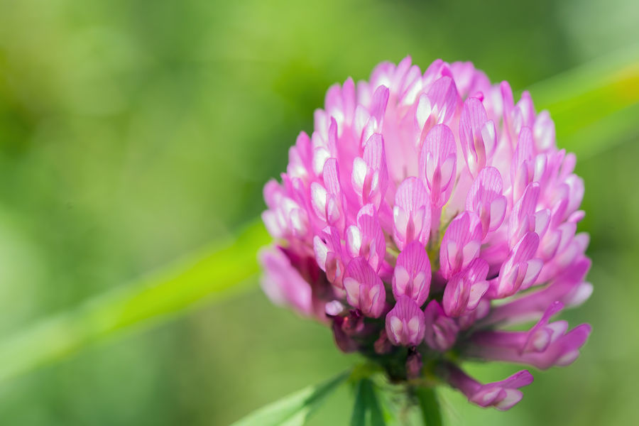 Kleeblüte
