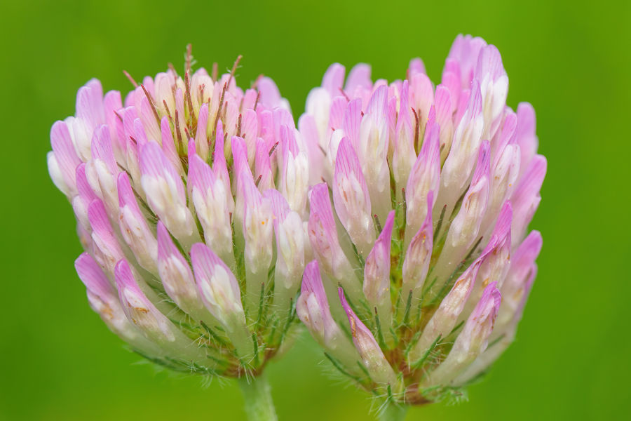Kleeblüten