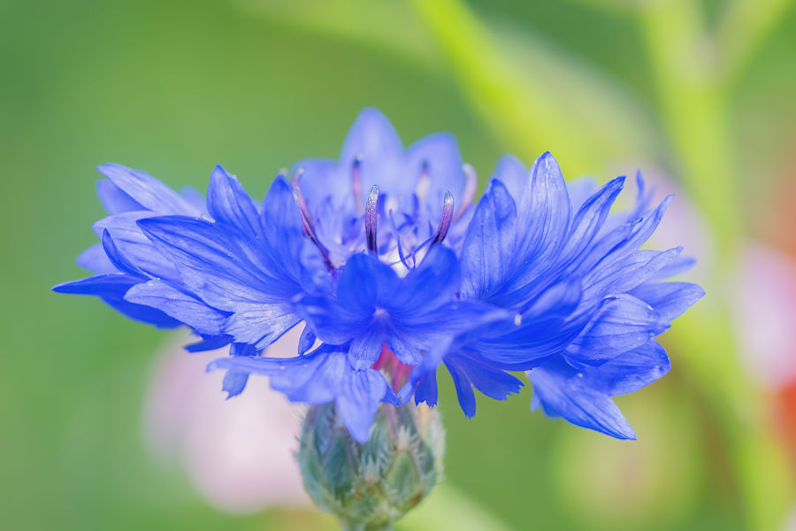Kornblume