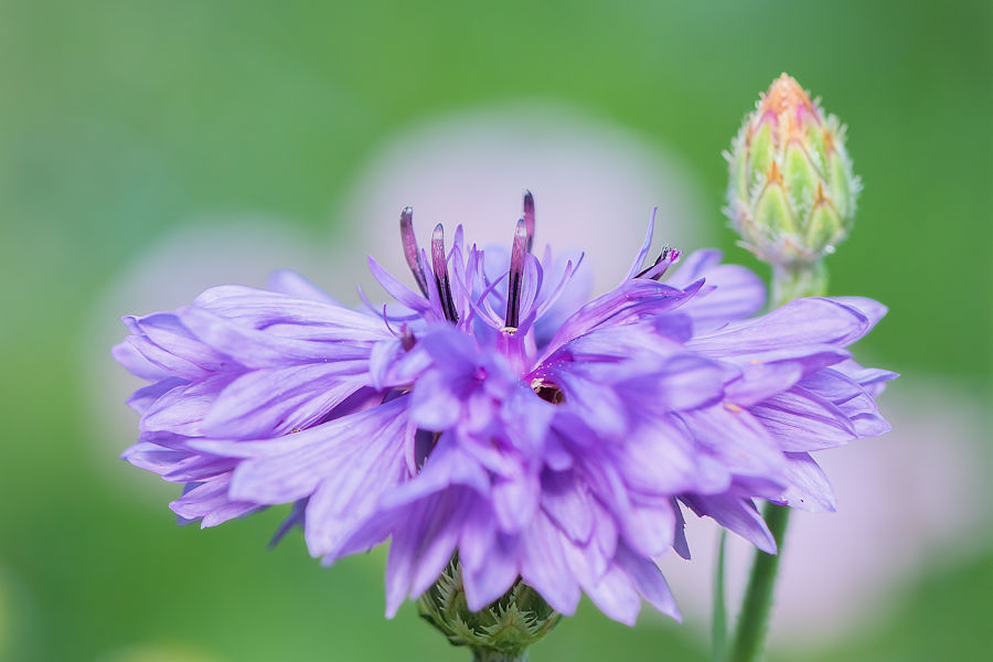 Kornblume