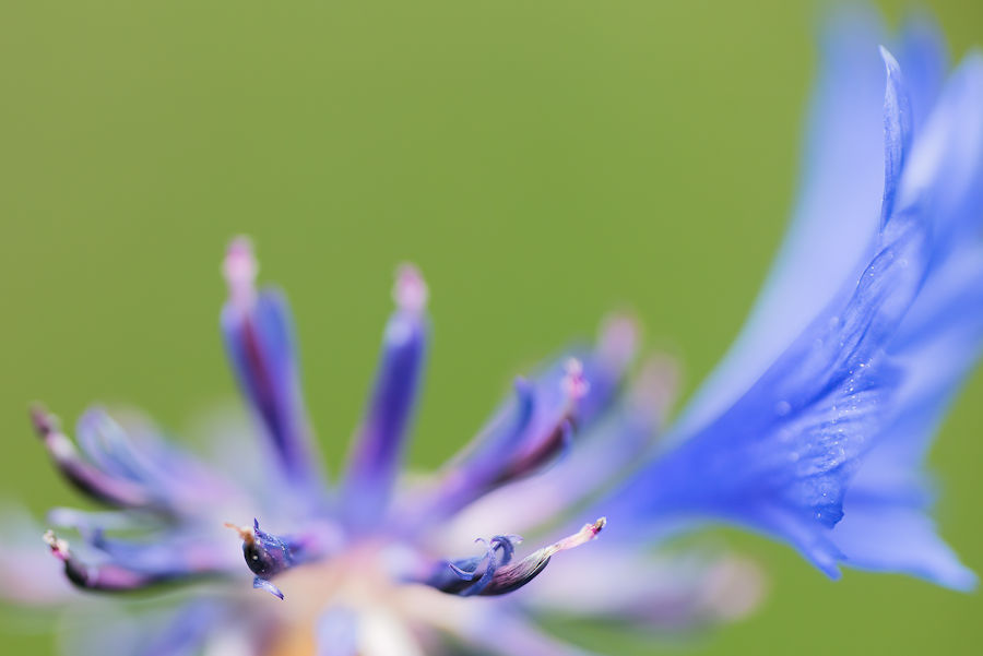 Kornblume