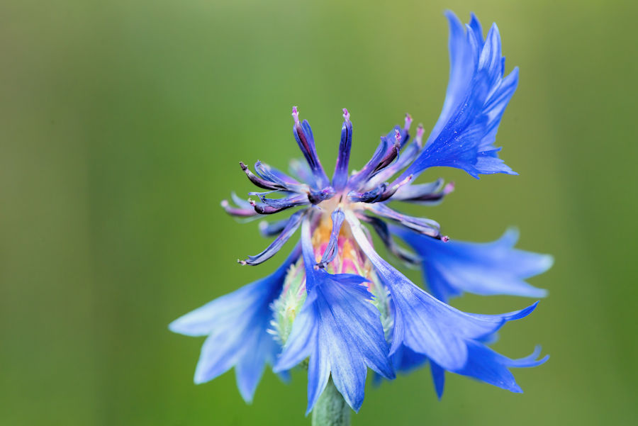 Kornblume
