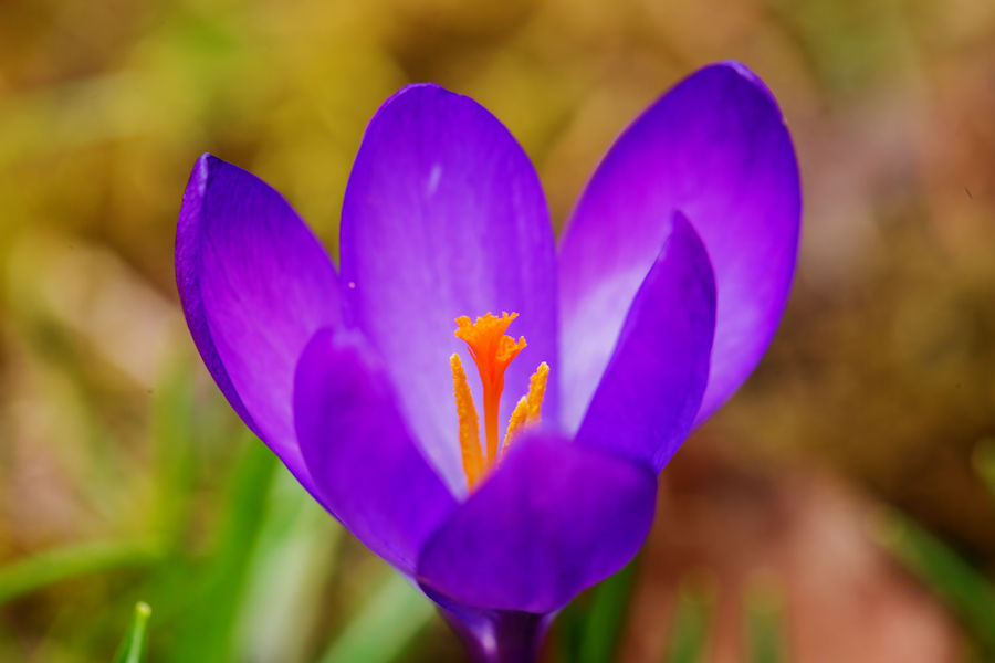 Krokus