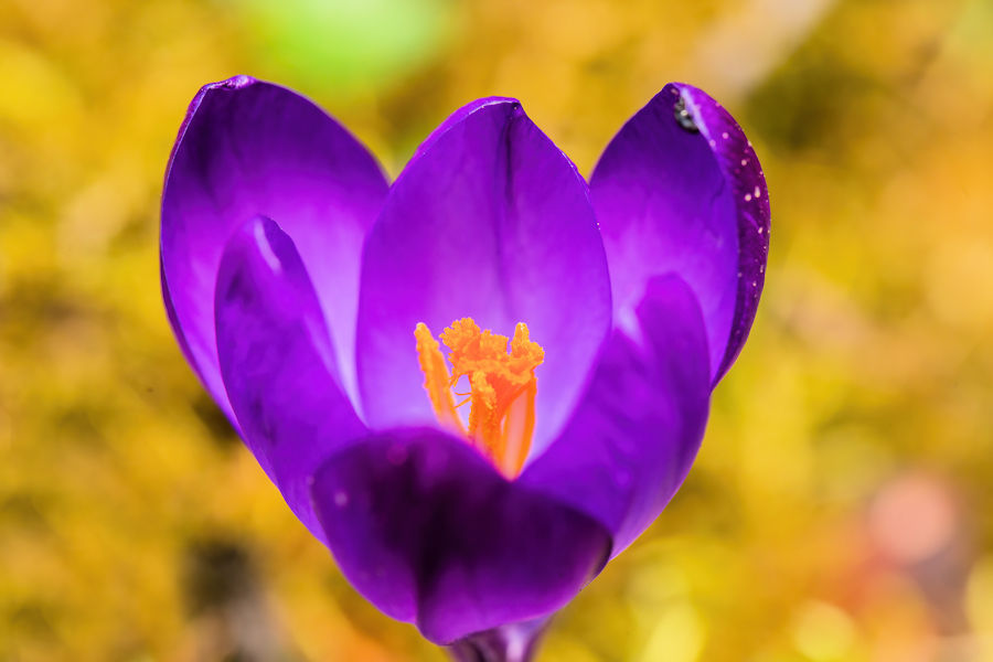 Krokus