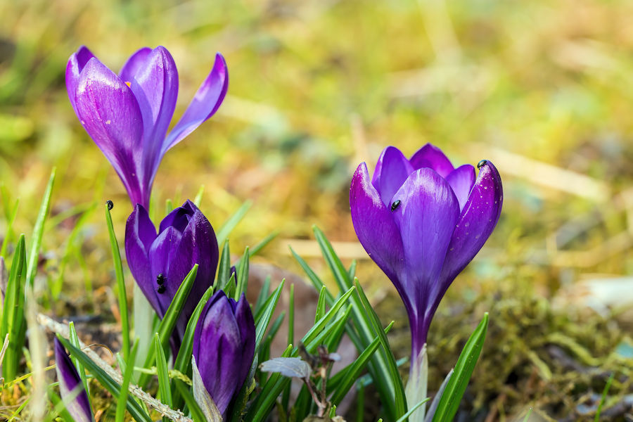 Krokusse