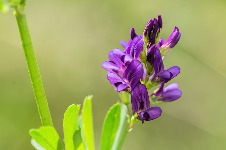 Lila Blume