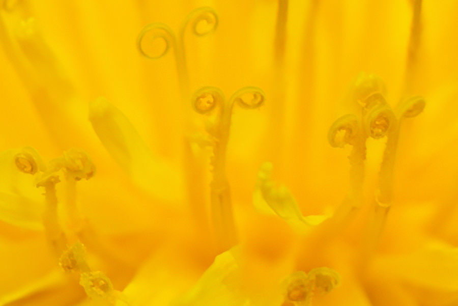 Löwenzahnblüte