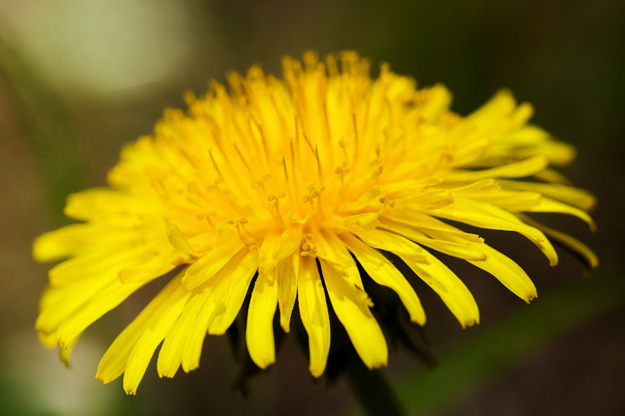 Löwenzahnblüte