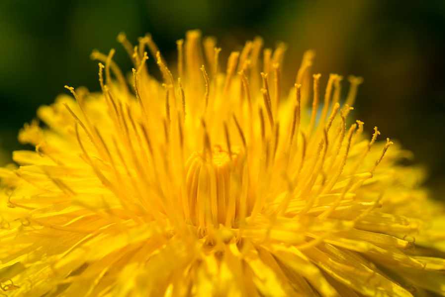Löwenzahnblüte