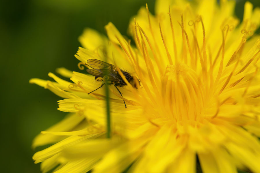 Löwenzahnblüte mit einer Fliege