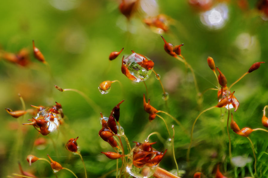 Moos mit Wassertropfen