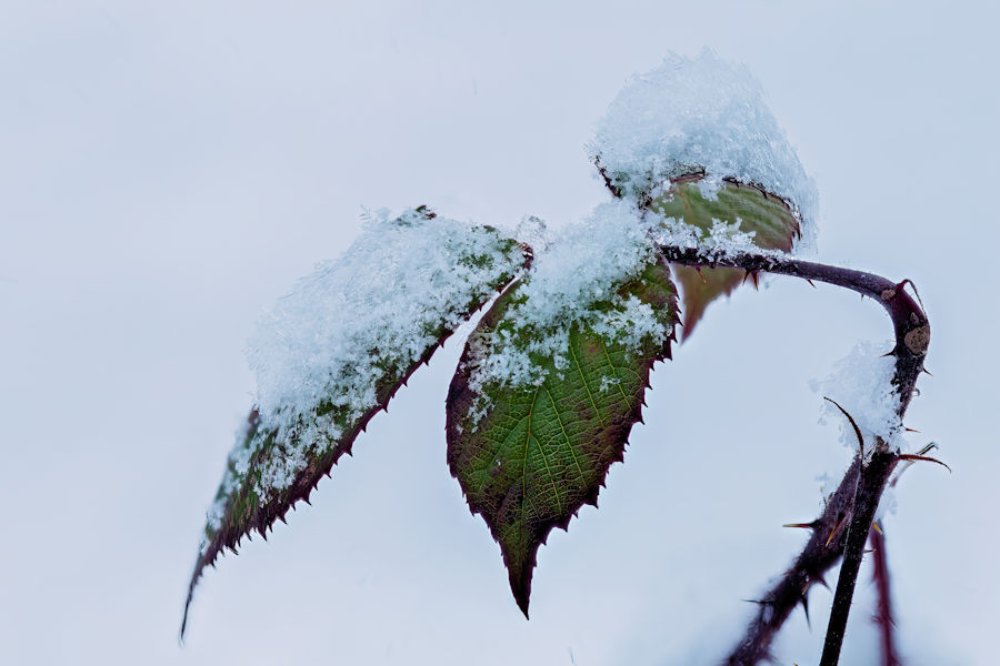Pflanze im Schnee