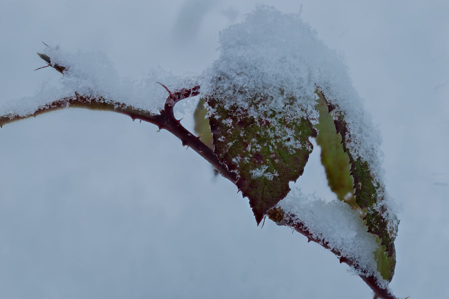 Pflanze im Schnee