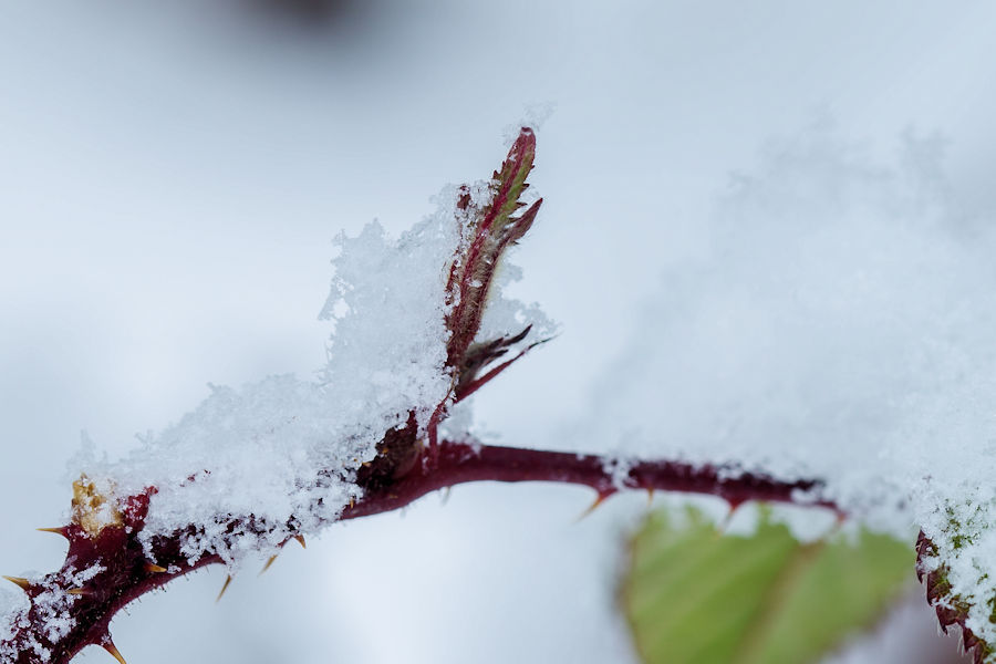 Pflanze im Schnee