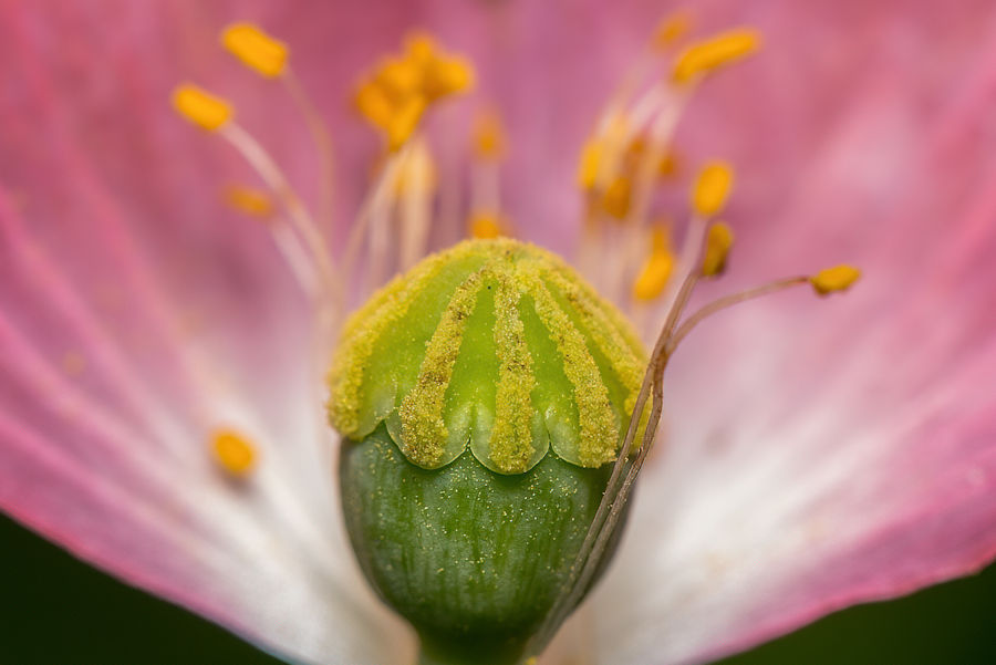 Pinker Klatschmohn
