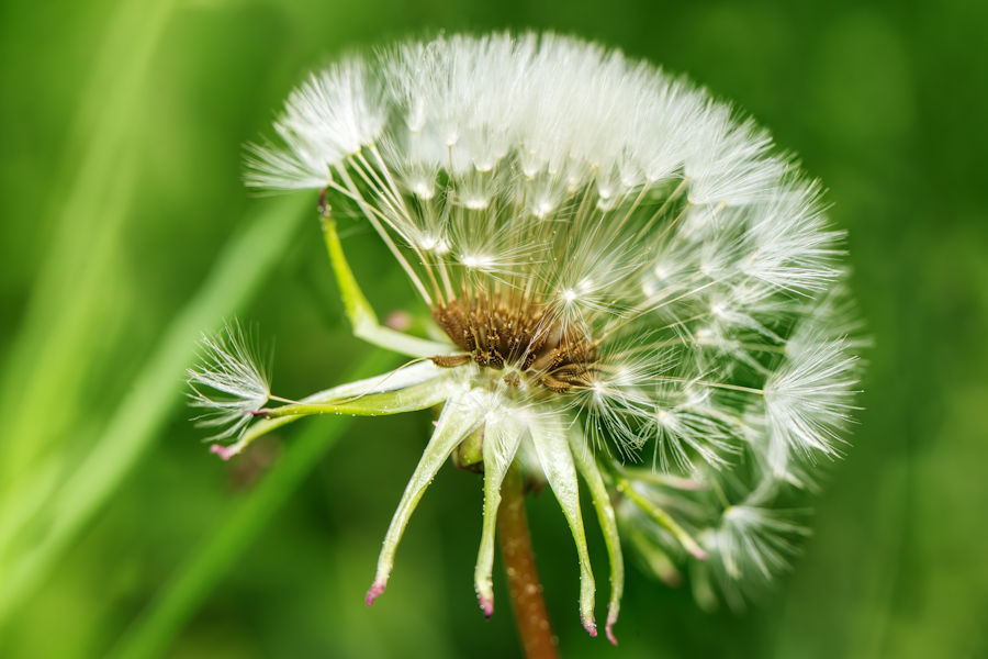 Pusteblume