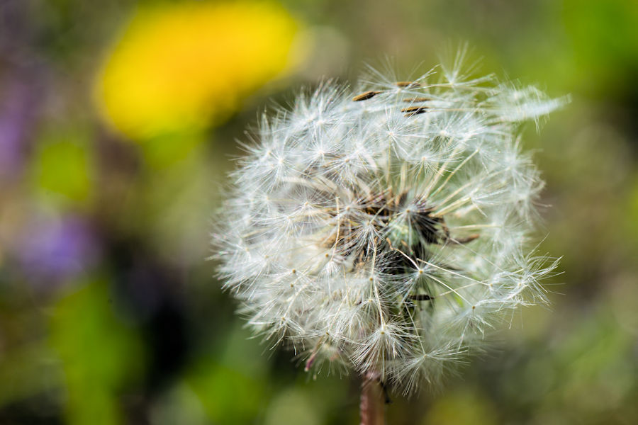 Pusteblume