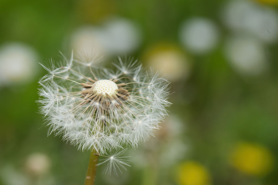 Pusteblume