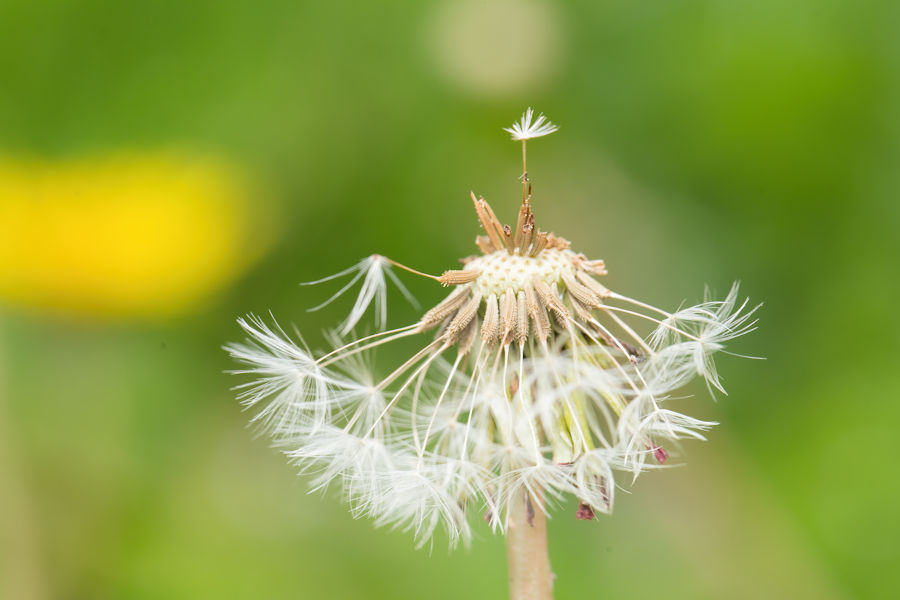 Pusteblume