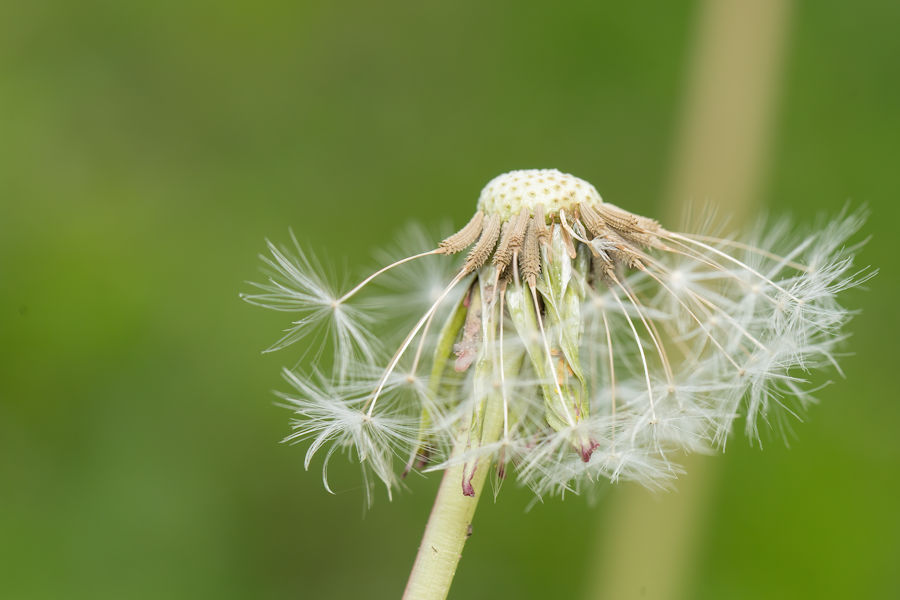 Pusteblume