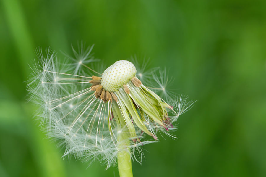 Pusteblume
