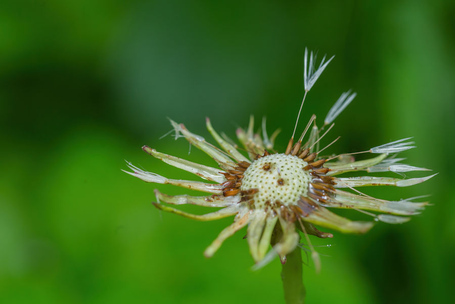 Pusteblume