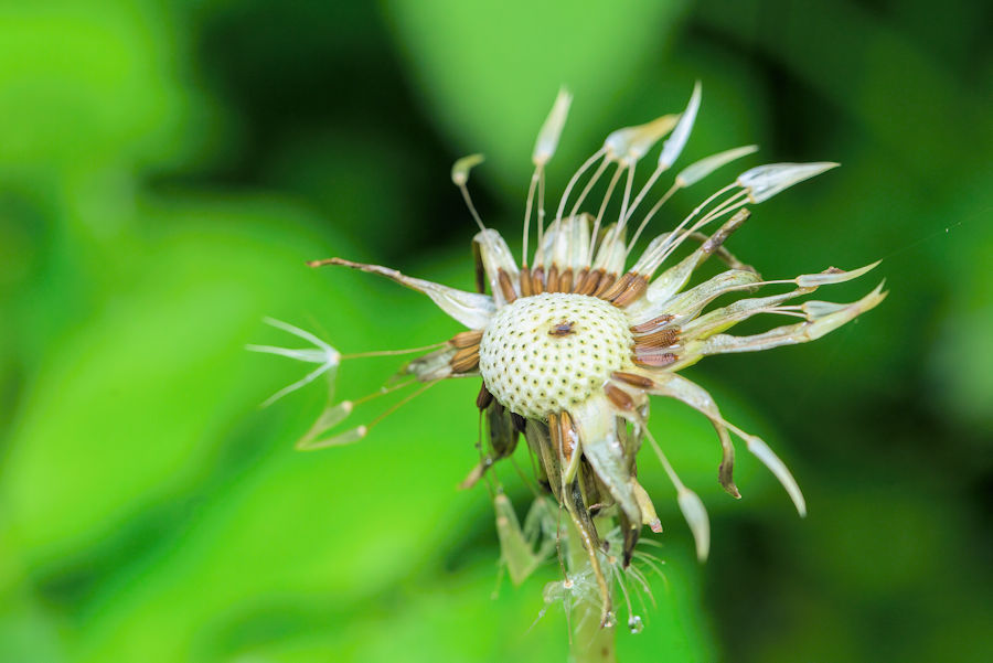 Pusteblume