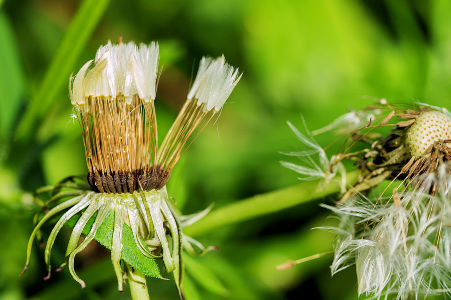 Pusteblumen