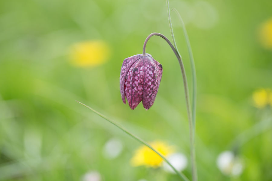 Schachbrettblume