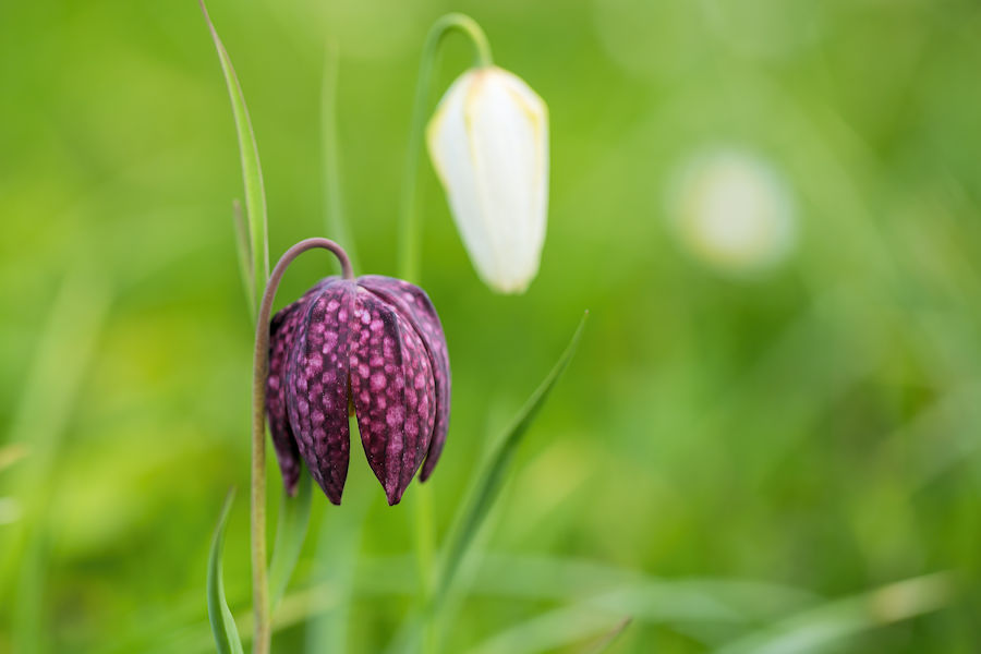Schachbrettblume