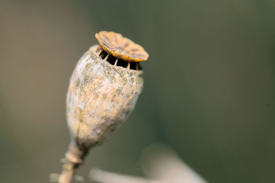 Verblühter Klatschmohn