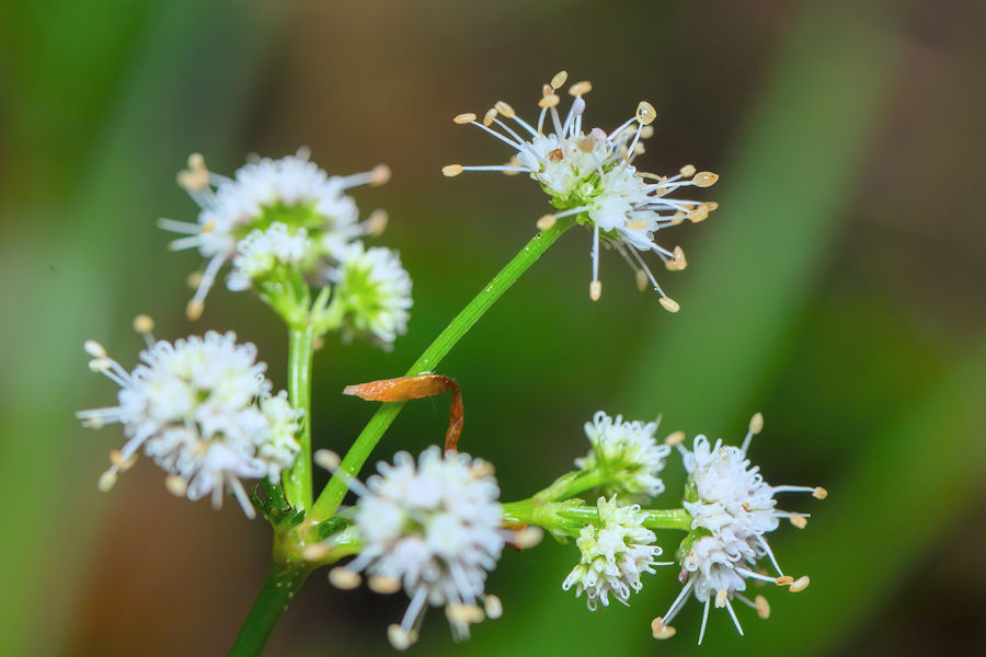 Wald Sanikel