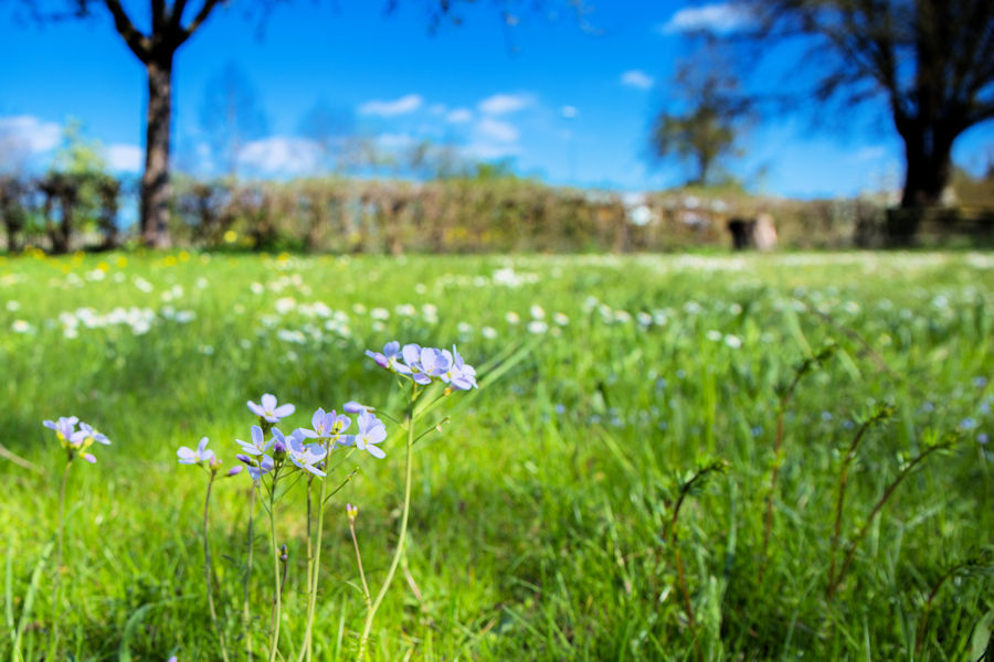 Wiesen Schaumkraut auf einer Blumenwiese