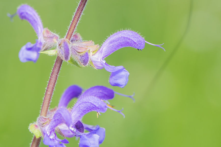 Wiesensalbei Blüte