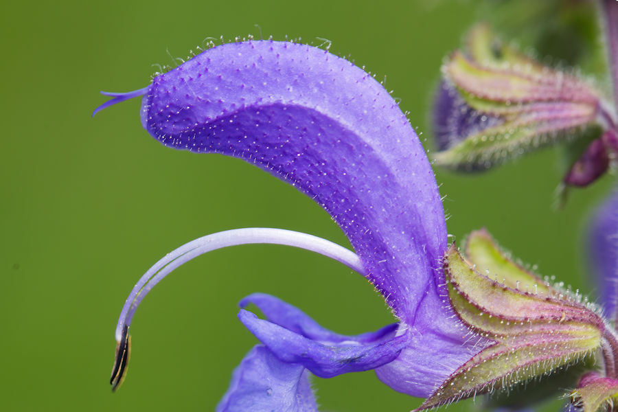 Wiesensalbei Blüte