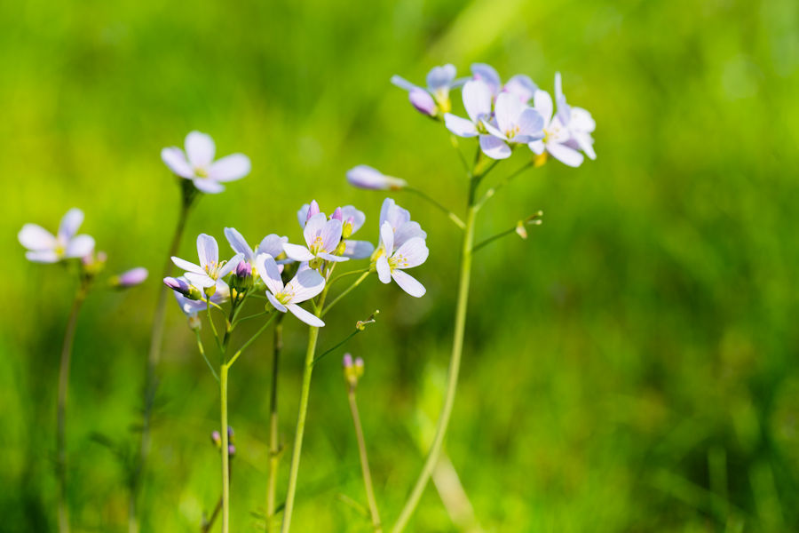 Wiesenschaumkraut