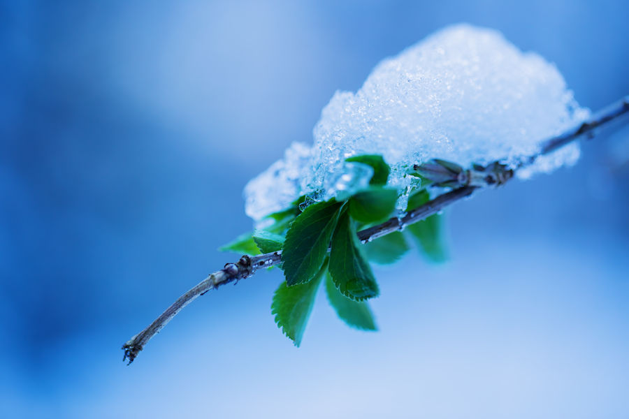 Winter im Wald