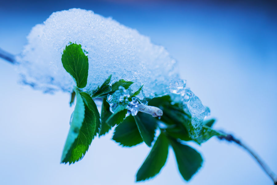 Winter im Wald
