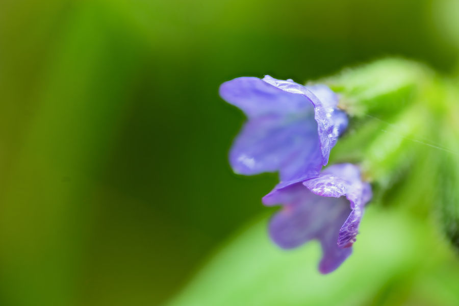 blaue Blüte