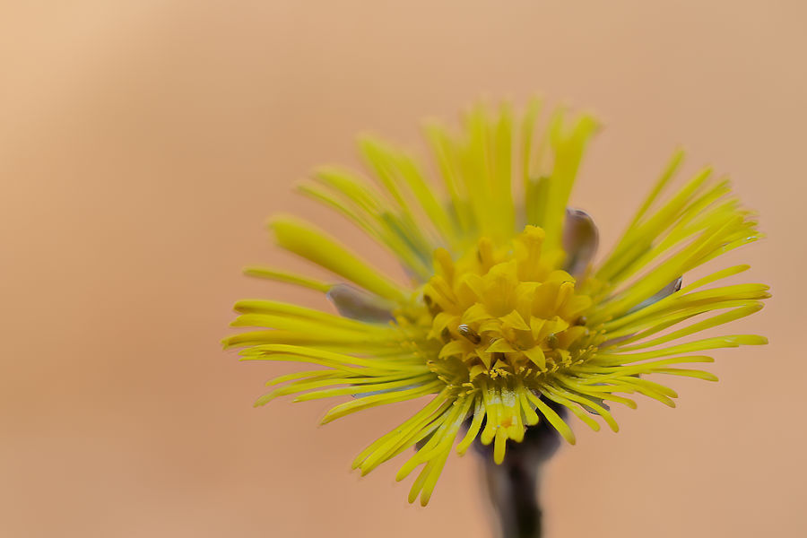 gelbe Blüte