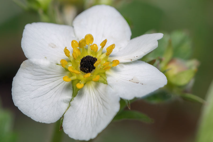 kleine Blüte