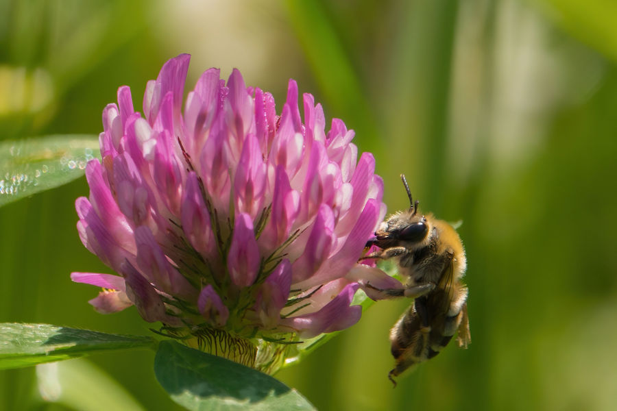 Biene an einer Kleeblüte