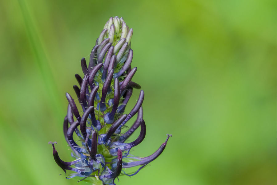 Blüte
