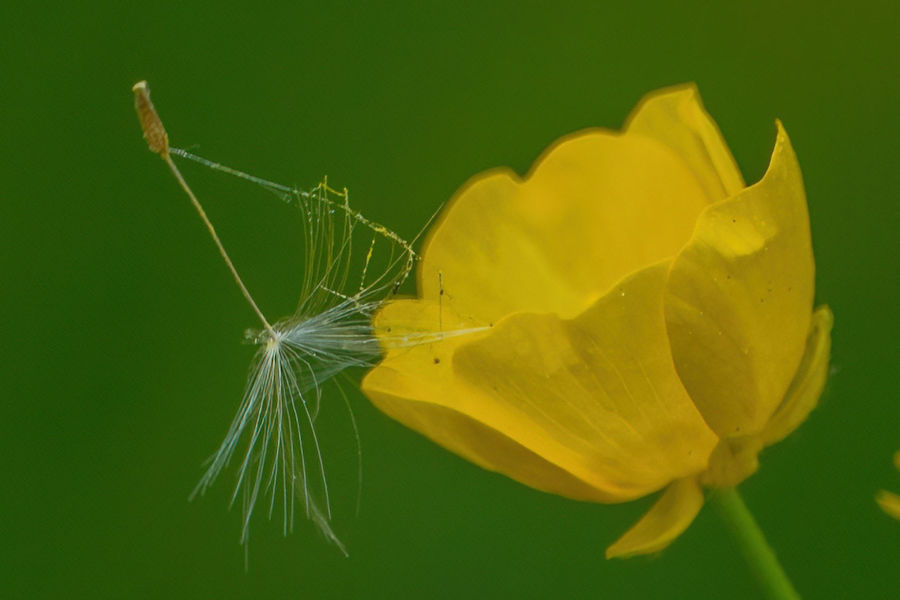 Butterblume mit einem Löwenzahnschirm