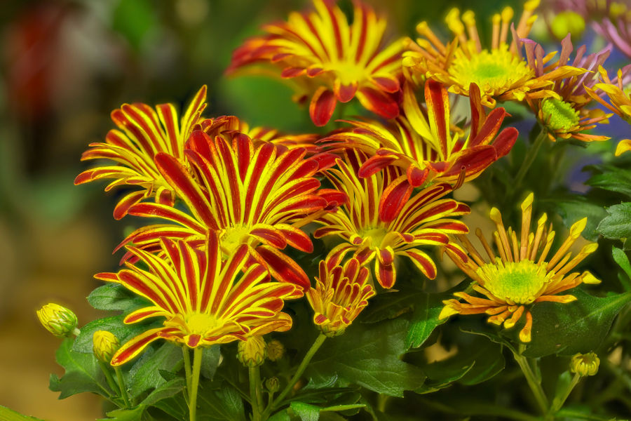 Chrysantheme